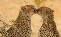 JAGUARES