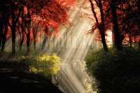 BOSQUE