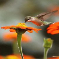 COLIBRI