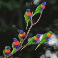 PAJARITOS
