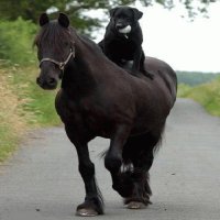 CABALLO Y PERRO