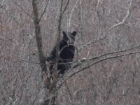Black bear in tree in Napan