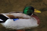 mallard duck dollywood tn