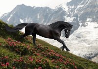 CABALLO