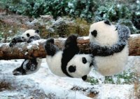 OSOS PANDA