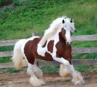 CABALLO
