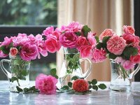 FLORES
