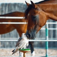 CABALLO Y HALCON