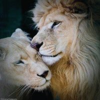 LEONES