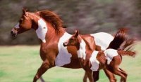 CABALLOS