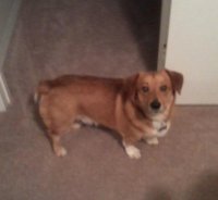 pup