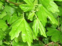foglie