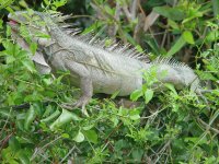 Iguana, Bonaire