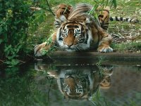 TIGRE