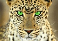TIGRE