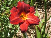 day lily