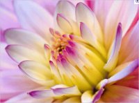 Flower Center