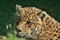 Gato Grande