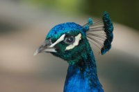 Pavo Real