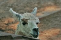 Llama Blanca