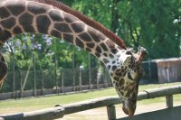 Girafa