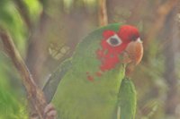 Loro 1
