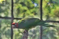 Loro 2