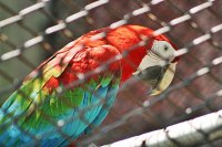 Loro 3