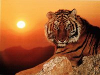 animales