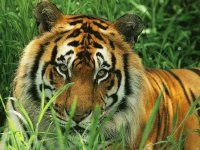 tigre