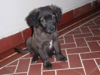 perro