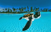 animales