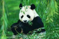 animales
