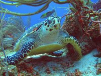 animales