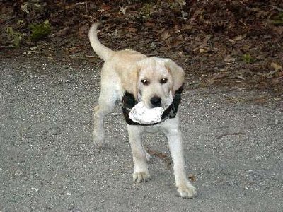 Ontario (vår hund) med ett snäckskal (inskickat av Lauren P.)