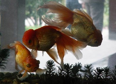 Goldfish (Submitted by Ru Wagner) jigsaw puzzle