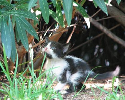 Mi gato (Enviado por Rona)