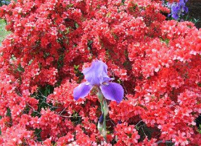 Azalea and Iris (sumbitted by Mike Pierce)