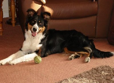 Border Collie (Soumis par Linette Cuthbert)