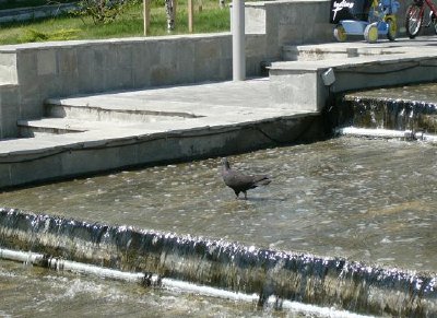 Fountain (Submitted by Silvia Dlt)