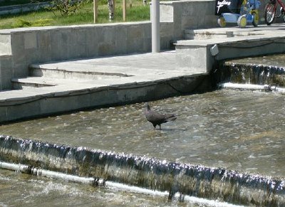 Fountain (inskickad av Silvia Dlt)