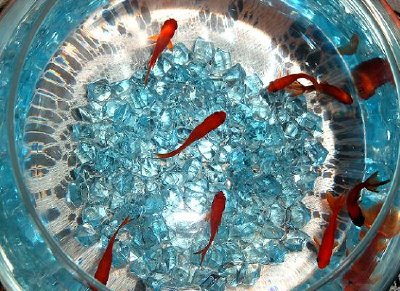 a Bowl with Goldfish (Inserito da Nahal A.)