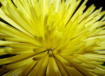 Flower (Submitted by Rich Taylor)