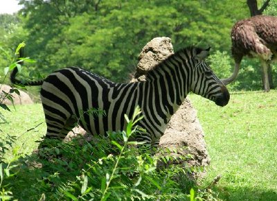 Zebra (Enviado por Christina Daub)