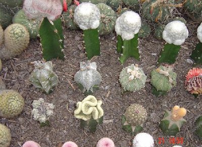 Cacti Hothouse, Gangtok, Sikkim, Indien (inskickad av Vasanthi Gaitonde)