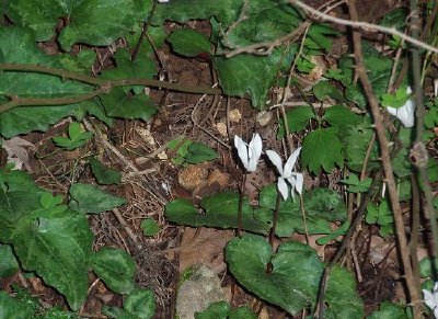 Kretisches Alpenveilchen (Eingereicht von Maggie Gibson)