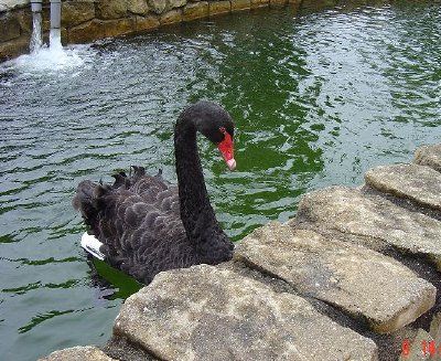 Cisne Negro em Colmar, Bukit Tingii (enviado por Vasanthi Gaitonde)