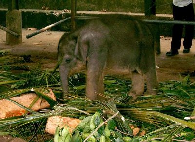 Elefante (enviado por Etty Cornet)