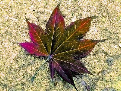 Red Leaf 2 jigsaw puzzle