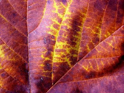 Rotes Blatt